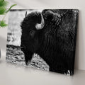 Black and White Bison Canvas Wall Art by Tailored Canvases
