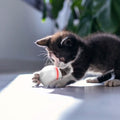 Cat Teaser Ball Automatic Self Rotating Interactive Cat Motion Exercise Toy by DailySale
