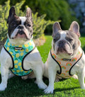 Chasing Rainbows Reversible Harness by Pawmigo