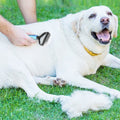 Dog and Cats 2 Sided Grooming Rakes by DailySale