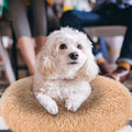 Dog Cozy Nest Sofa Bed Cushion by DailySale