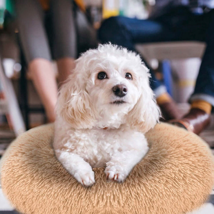 Dog Cozy Nest Sofa Bed Cushion by DailySale