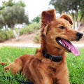 Electric Pet Dog Anti-Bark Training Collar Safe Tone Shock Control Adjustable by DailySale
