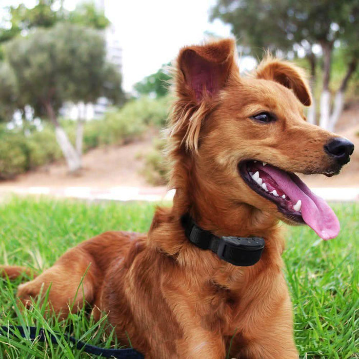 Electric Pet Dog Anti-Bark Training Collar Safe Tone Shock Control Adjustable by DailySale