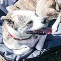 Elevated Camping Pet Bed Medium by DailySale