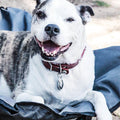 Elevated Camping Pet Bed Medium by DailySale