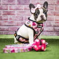 Fairytail Leash Kit by Pawmigo