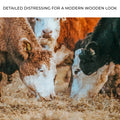 Family Of Hereford Cattle Canvas Wall Art by Tailored Canvases