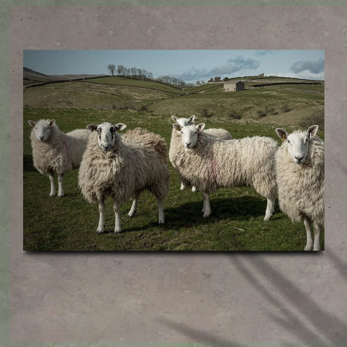 Flock Of Sheep Canvas Wall Art by Tailored Canvases