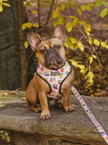 Frootie Patootie Leash Kit by Pawmigo