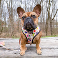 Frootie Patootie Leash Kit by Pawmigo