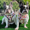 Frootie Patootie Reversible Harness by Pawmigo