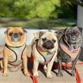 Frootie Patootie Reversible Harness by Pawmigo