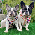 Frootie Patootie Reversible Harness by Pawmigo