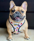 Frootie Patootie Reversible Harness by Pawmigo