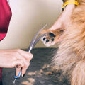 Gimars 6-in-1 Professional Stainless Steel Safety Pet Grooming Scissors by DailySale