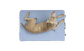 HEST Dog Bed by HEST