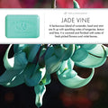 Pre De Provence jade vine Shea Enriched Vegetable Soap 250g by Pasteur Pharmacy
