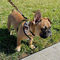 Jurassic Bark Leash Kit by Pawmigo