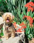 Jurassic Bark Leash Kit by Pawmigo