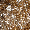 Light Elegance Glitter Gel - Gold by The Nail Hub