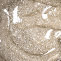 Light Elegance Glitter Gel - Oopsie Daisy by The Nail Hub
