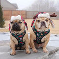 Lumbersnack Reversible Harness by Pawmigo