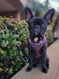 May Flowers Reversible Harness by Pawmigo