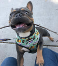 Muddy Paws Reversible Harness by Pawmigo
