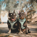 Muddy Paws Reversible Harness by Pawmigo