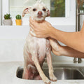 Natural Oatmeal Shampoo - Gallon by DailySale