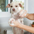 Natural Oatmeal Shampoo - Gallon by DailySale