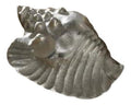 Polished Aluminum Conch Shell Tabletop Coffee Table Shelf Decor Park Design by Vanessa Jane