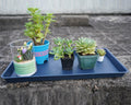 VUWEZ Plant Saucer Tray 11x9in, Heavy Sturdy Plastic Drainage Tray, 1 Pack by Deal US