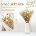 Dried Daisy Flowers Brazilian Small Star Mini Chamomile White Wedding Decor by Deal US