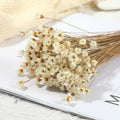 Dried Daisy Flowers Brazilian Small Star Mini Chamomile White Wedding Decor by Deal US