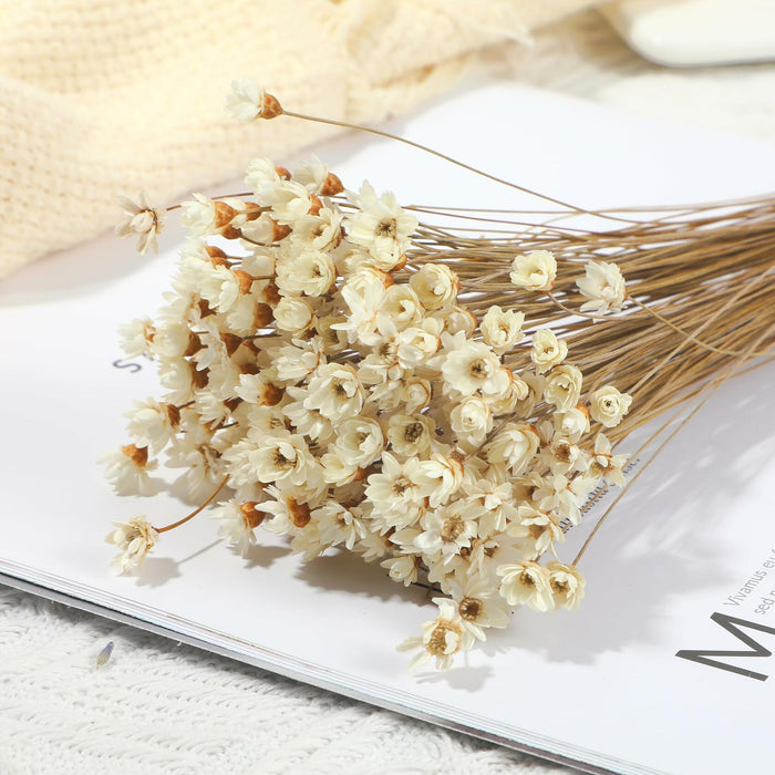 Dried Daisy Flowers Brazilian Small Star Mini Chamomile White Wedding Decor by Deal US
