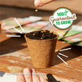 Winter Waltham Butternut Squash Seed Packet 2.8g Heirloom Planting by Deal US
