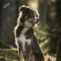 Premium Dog Collar by Blue Small Feathered Rose by Deal US