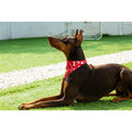 Big Brother Bandana Dog Birthday Double Layer Fabric Blue X-Large Size XL by Deal US