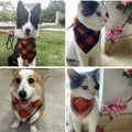 2 Pack Fall Dog Bandanas – Birthday Pet Scarf for Dogs & Cats, Orange L by Deal US