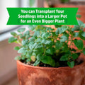 Wellness Grow Kit Lemon Balm Herb Plant Grow Kit 0.75lb Package by Deal US