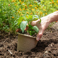 [Like New] Back to the Roots Organic Plantable Seed Starting Pots 4.25" Wide Brown 8 Ct by Deal US