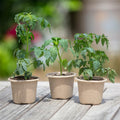 Back to the Roots Organic Plantable Seed Starting Pots 4.25" Wide Brown 8 Ct by Deal US