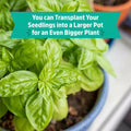 Wellness Grow Kit Basil Indoor Herb Garden Hydroponic System 0.76lb by Deal US
