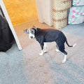 [Like New] LifeWheel Dog Hoodie Fleece Sweatshirt Buttons Winter Warm Cotton Black Size M by Deal US