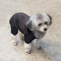 [Like New] LifeWheel Dog Hoodie Fleece Sweatshirt Buttons Winter Warm Cotton Black Size M by Deal US