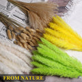 CeiooCei Colorful Pampas Grass Decor 17" White Yellow Light Green Dried by Deal US