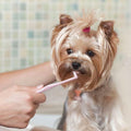 CHICHI PAWS Pet Toothbrush Set 5pcs Soft Bristles with Holder for Dogs Cats by Deal US