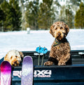 Stoke Tracks Mountain Lion Paw Ski Pole Baskets Lion Aubergine by Deal US